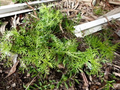 APII jpeg image of Lepidium didymum  © contact APII