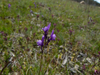 APII jpeg image of Linaria pelisseriana  © contact APII