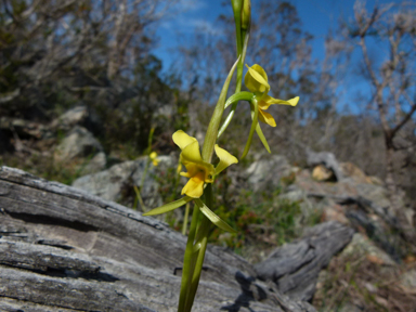 APII jpeg image of Diuris sulphurea  © contact APII