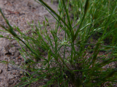 APII jpeg image of Juncus bufonius  © contact APII