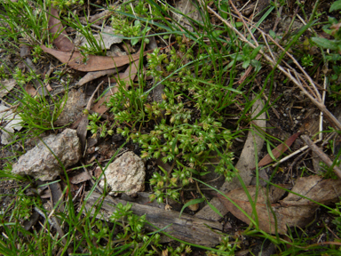 APII jpeg image of Crassula helmsii  © contact APII