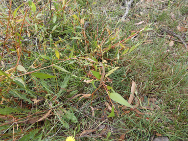 APII jpeg image of Persicaria hydropiper  © contact APII