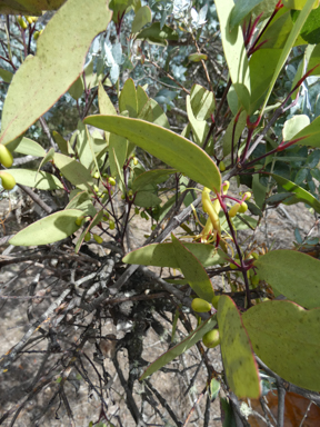 APII jpeg image of Muellerina eucalyptoides  © contact APII