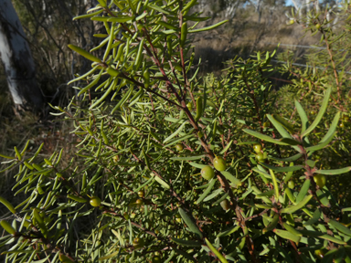 APII jpeg image of Persoonia mollis subsp. ledifolia  © contact APII