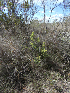 APII jpeg image of Persoonia rigida  © contact APII