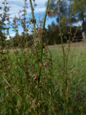 APII jpeg image of Rumex brownii  © contact APII