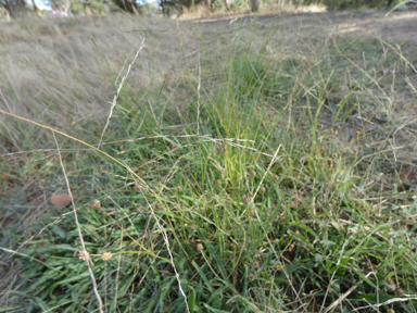 APII jpeg image of Eragrostis curvula  © contact APII