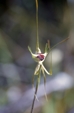 APII jpeg image of Caladenia dilatata  © contact APII