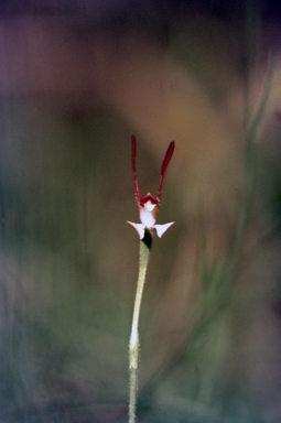 APII jpeg image of Leptoceras menziesii  © contact APII