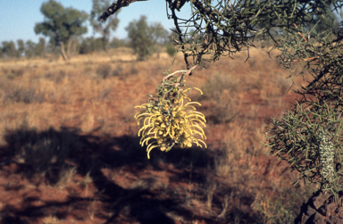 APII jpeg image of Hakea divaricata  © contact APII