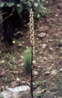 APII jpeg image of Prasophyllum elatum  © contact APII
