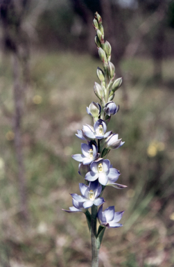APII jpeg image of Thelymitra grandiflora  © contact APII