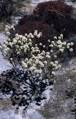 APII jpeg image of Verticordia ovalifolia  © contact APII