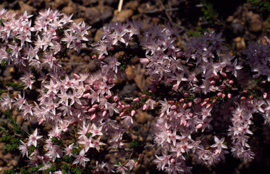 APII jpeg image of Calytrix tetragona  © contact APII