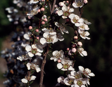 APII jpeg image of Leptospermum myrsinoides  © contact APII