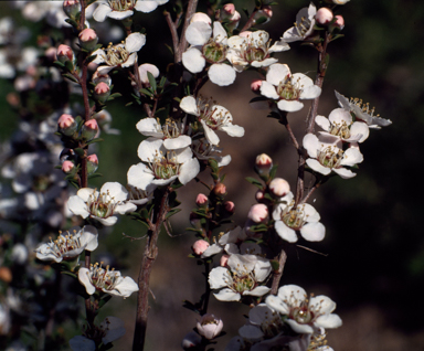 APII jpeg image of Leptospermum myrsinoides  © contact APII