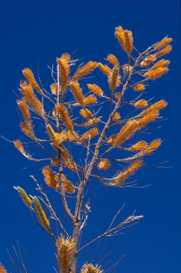 APII jpeg image of Grevillea eriostachya  © contact APII