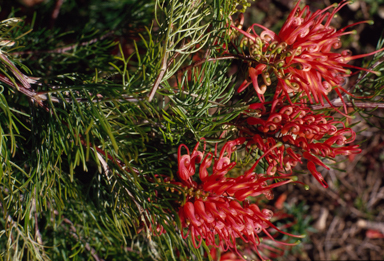 APII jpeg image of Grevillea fililoba  © contact APII