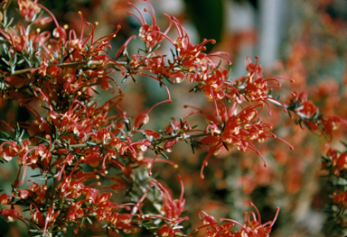 APII jpeg image of Grevillea lavandulacea  © contact APII