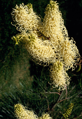 APII jpeg image of Grevillea leucopteris  © contact APII