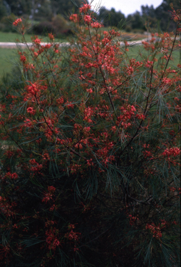 APII jpeg image of Grevillea longistyla  © contact APII