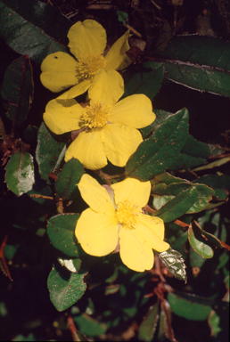 APII jpeg image of Hibbertia dentata  © contact APII