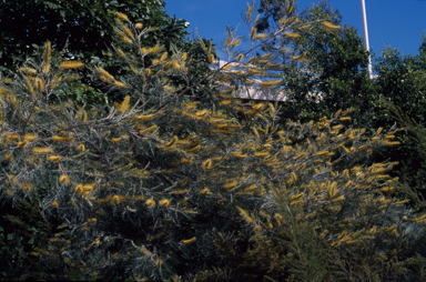 APII jpeg image of Grevillea 'Sandra Gordon'  © contact APII