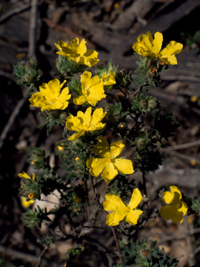 APII jpeg image of Hibbertia sericea  © contact APII