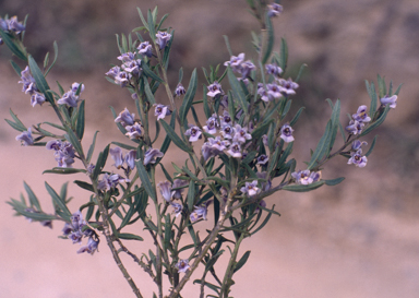 APII jpeg image of Hybanthus floribundus  © contact APII