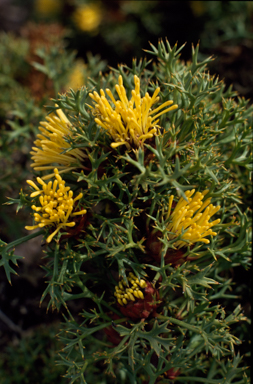 APII jpeg image of Isopogon ceratophyllus  © contact APII