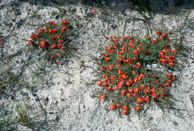 APII jpeg image of Lechenaultia formosa  © contact APII