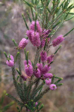 APII jpeg image of Melaleuca diosmatifolia  © contact APII