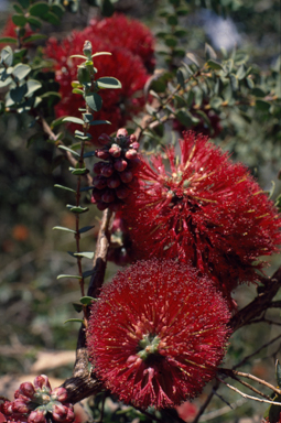 APII jpeg image of Melaleuca elliptica  © contact APII