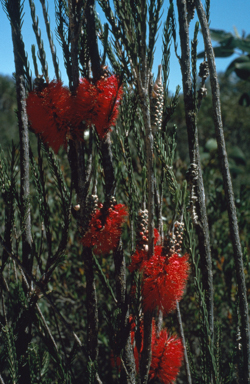 APII jpeg image of Melaleuca eximia  © contact APII