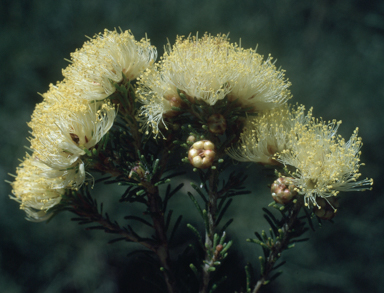 APII jpeg image of Melaleuca laetifica  © contact APII