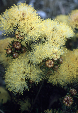 APII jpeg image of Melaleuca laetifica  © contact APII