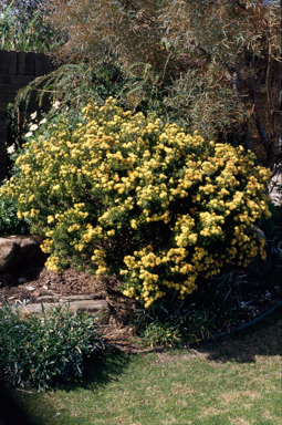 APII jpeg image of Melaleuca leiopyxis  © contact APII