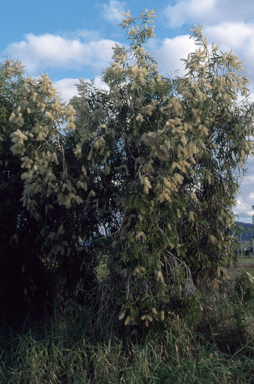 APII jpeg image of Melaleuca leucadendra  © contact APII