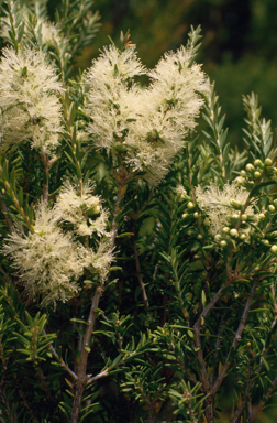 APII jpeg image of Melaleuca preissiana  © contact APII