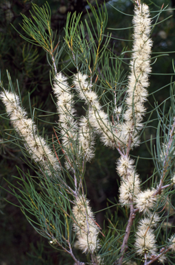 APII jpeg image of Melaleuca teretifolia  © contact APII