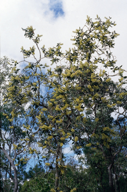 APII jpeg image of Melaleuca viridiflora  © contact APII