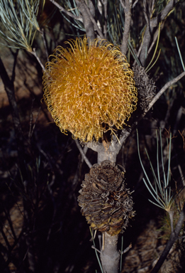 APII jpeg image of Banksia sphaerocarpa var. dolichostyla  © contact APII