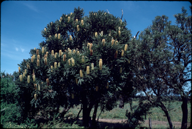 APII jpeg image of Banksia grandis  © contact APII