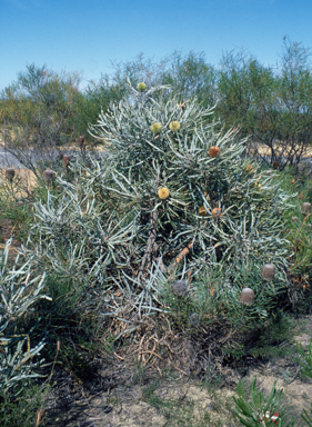 APII jpeg image of Banksia elegans  © contact APII