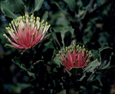 APII jpeg image of Banksia cuneata  © contact APII