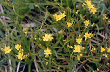 APII jpeg image of Bulbine semibarbata  © contact APII