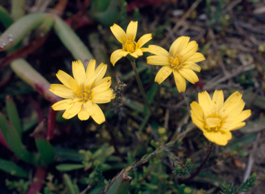 APII jpeg image of Microseris lanceolata  © contact APII