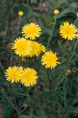 APII jpeg image of Microseris lanceolata  © contact APII