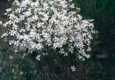 APII jpeg image of Olearia floribunda  © contact APII