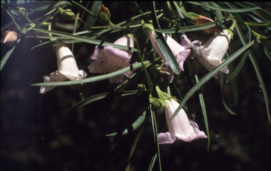 APII jpeg image of Eremophila divaricata  © contact APII